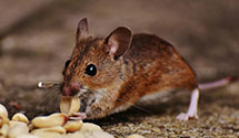 24 Hour & Emergency Exterminators in Passaic, NJ
